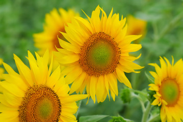 Field of sunflowers