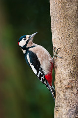 Great Spotted Woodpecker