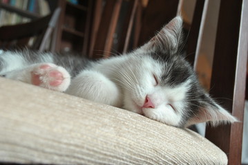 cute kitten sleeping on the chair