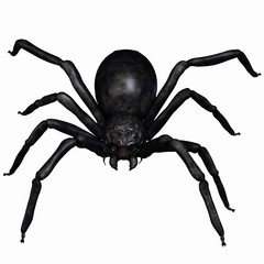 Fantasy Spider