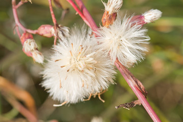 fleur du maquis corse