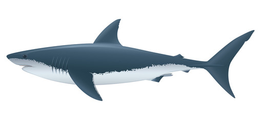 Fototapeta premium Great White Shark. 