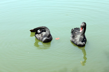 pato agua verde
