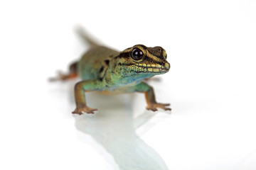 Fototapeta premium Himmelblauer Zwergtaggecko