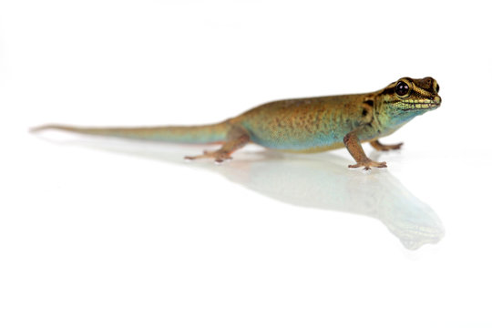 Blauer Gecko