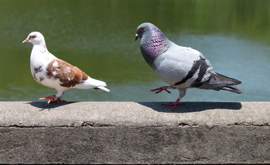 casal pombinhos