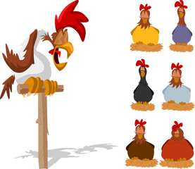 Rooster and with chickens sleeping