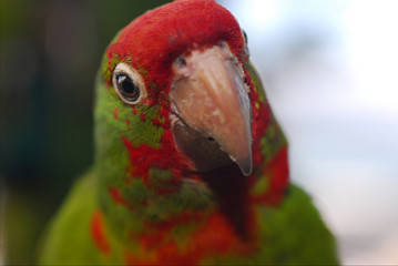 Cherry-headed Conure