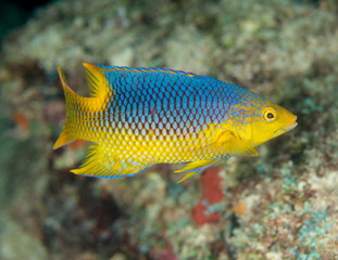 Spanish Hogfish-Bodianus rufus