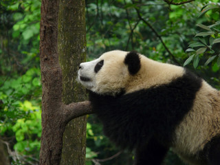 Fototapeta na wymiar Panda Geant