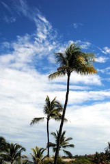 Fototapeta na wymiar Palm przeciwko niebobrazie w Bali
