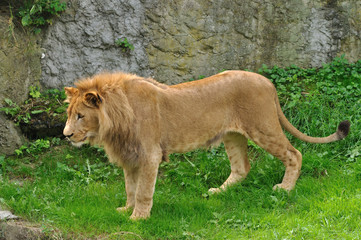 Obraz premium young male lion