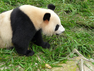 Fototapeta premium panda géant