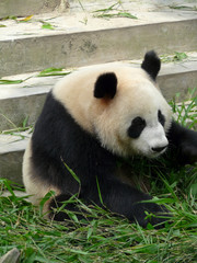 panda géant