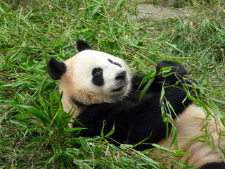 Fototapeta premium panda