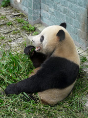 Obraz premium panda géant