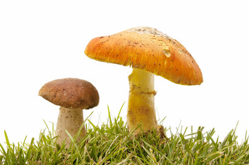 amanita and boletus in the forest