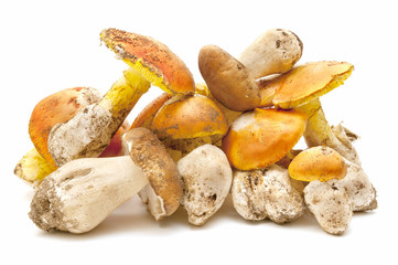 amanita caesarea and boletus edulis