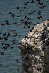 Cormorants fly by the cliff