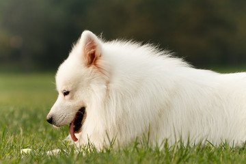 Samoyed