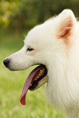 Fototapeta premium Samoyed
