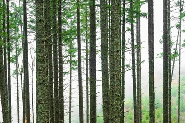 Muurstickers Abstract Forest Blur Background © vlorzor