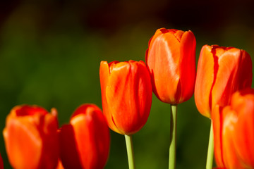 Red tulip flowers blooming during spring season