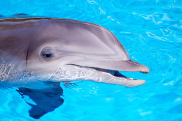 Beautiful dolphin in the water