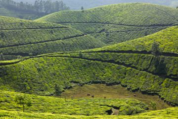 Tea plantations