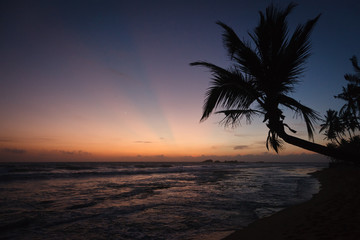 Fototapeta na wymiar Palm i ocean na zachód słońca