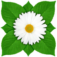 One white flower with green leaf