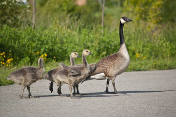 Canada Goose Family