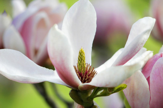 Fototapeta Magnolien