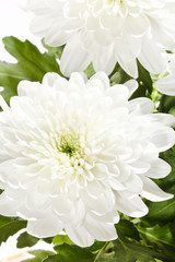 Fototapeta premium beautiful chrysanthemum
