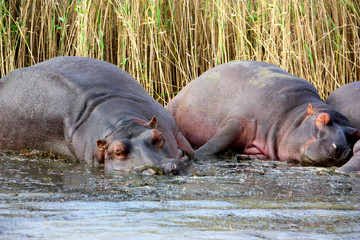 Two Hippos (Hippopotamus) relaxing in the sun