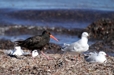 oiseau australie