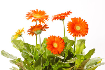 Fototapeta premium orange gerbers