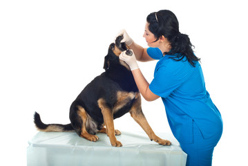 Vet look inside the dog's mouth