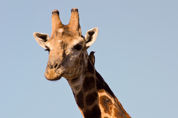 Giraffe closeup (head)