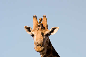 Giraffe closeup (head)