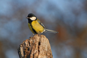 Big Tit