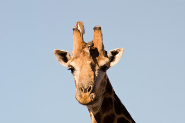 Giraffe closeup (head)
