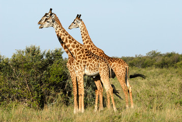 Three standing giraffes in  the Masai Mara Reserve (Kenya)