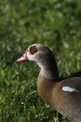 Nilgans