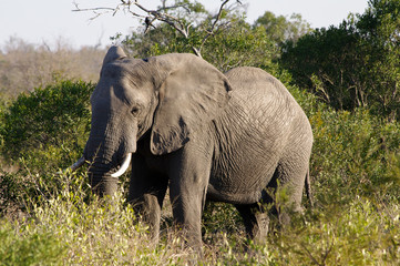 Elephant in Kruger national park (Loxodonta africana)