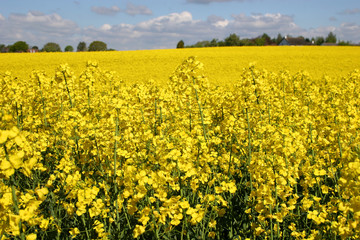 Obraz premium Rape field
