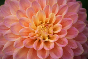 Foto op Canvas dahlia bloem © Jenny Thompson