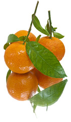 Juicy tangerines (isolated)