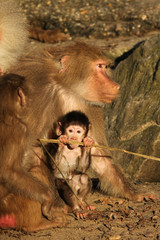 Baby baboon eating a twig