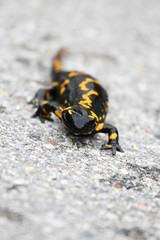 salamandra